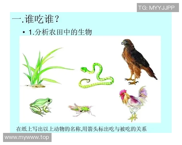 灰熊的生存智慧与生态影响探秘：从栖息地到食物链的全面分析